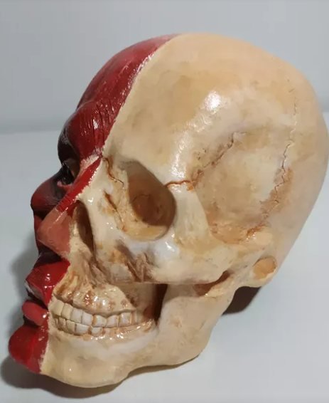 Escultura de uma caveira com metade da face em músculos vermelhos